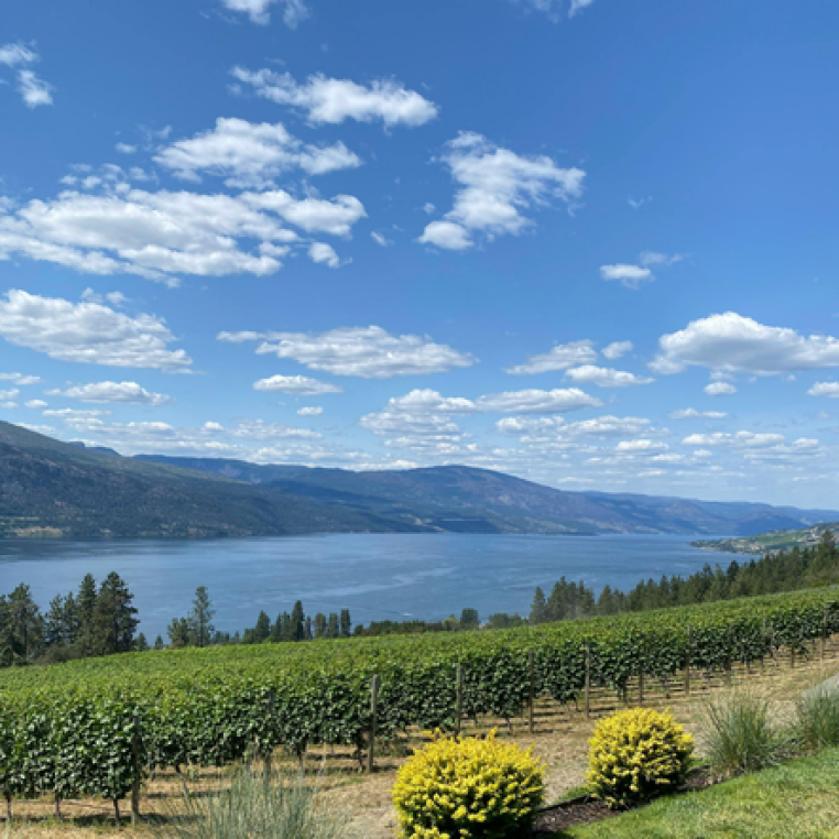 A panoramic view of a vineyard with rows of grapevines, overlooking a lake and mountains under a blue sky with fluffy clouds.