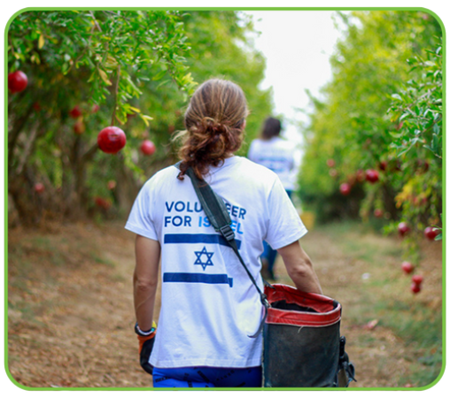 A person with long hair wearing a white t-shirt that says "VOLUNTEER FOR ISRAEL" walks through a pomegranate orchard, carrying a red bag.